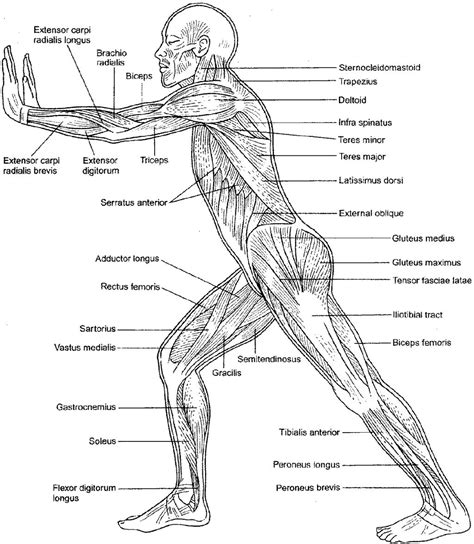 Anatomy Practice Worksheet Muscles