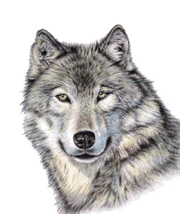 To view the full png size resolution click on any of the below image thumbnail. Wolf PNG