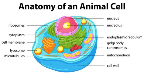 Diagrama Mostrando A Anatomia Da Célula Animal 430301 Vetor No Vecteezy