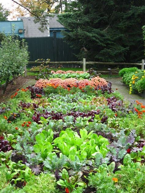 Urban Vegetable Gardening Ideas Hawk Haven