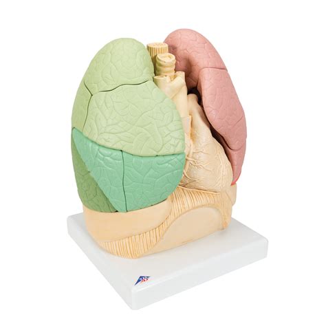 Segmented Lung Lung Models Lungs