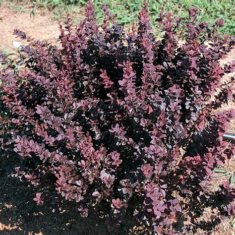 Yellow Concorde Barberry Accent Shrub In Pot With Soil L11523 At