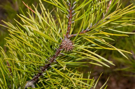 Pinus Pungens Table Mountain Pine