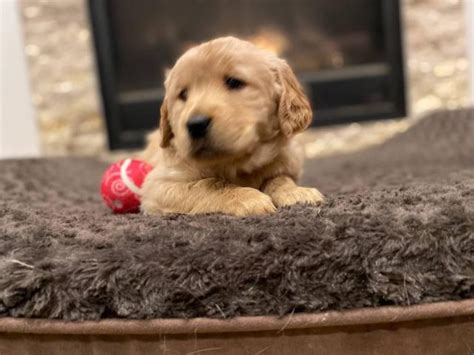 6 Purebred Golden Retriever Puppies Boise Puppies For Sale Near Me