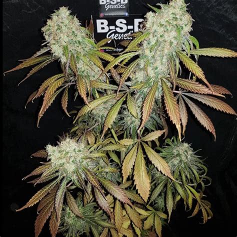 Banana Kush Strain Seedfare Find The Perfect Seed At The Right Price