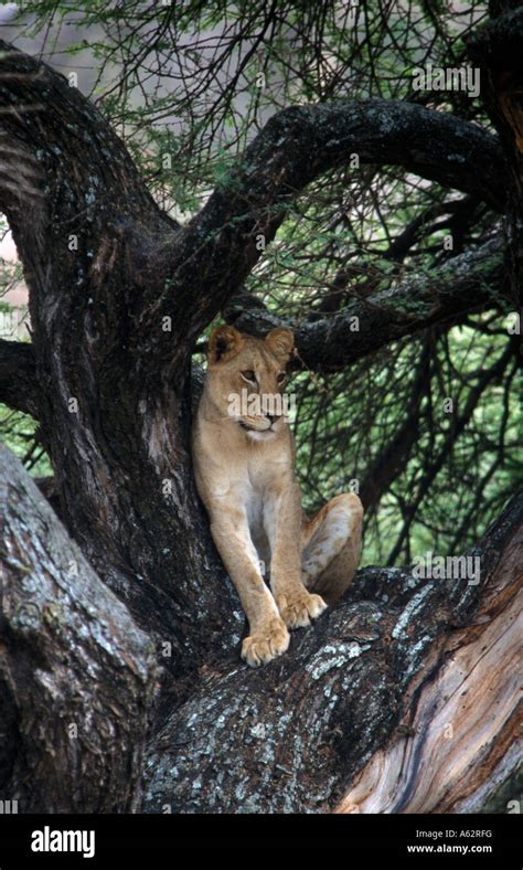 Tree Climbing Lion Panthera Leo Lake Manyara National Park Tanzania
