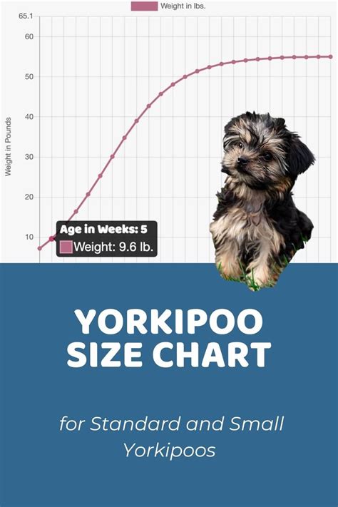 What Is The Average Weight For A Full Grown Yorkie