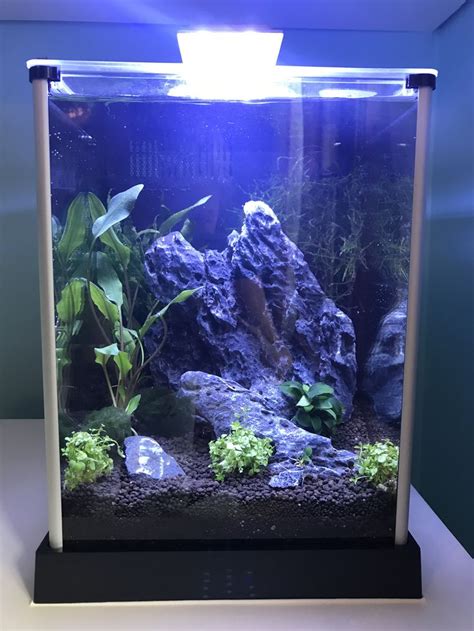 How to set up a betta fish tank. Day One - Planted Betta tank