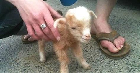 Video Baby Goat Jumps All Over The Place And This Footage Of Him Is