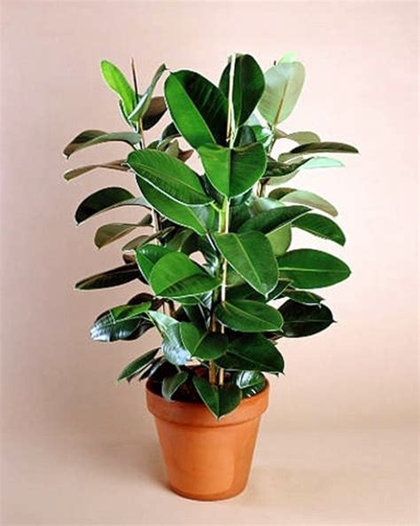 Il catalogo di piante da interno ed esterno in vendita online: Foglie verdi - Piante appartamento - Foglie verdi appartamento
