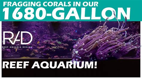 Fragging Corals In Our Gallon Showroom Aquarium By Reef Aquaria