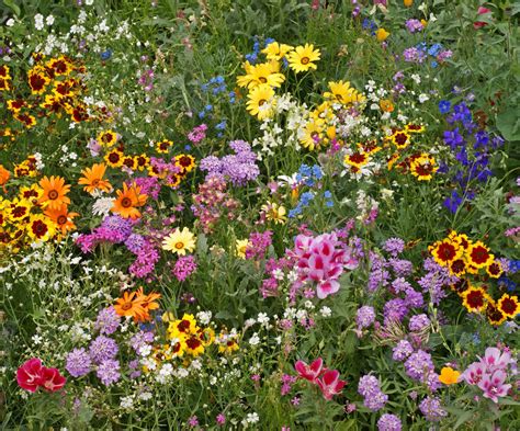 All Annual Wildflower Mix Buffalo Brand Seed