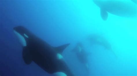 Scientists Find New Type Of Killer Whale Off Chile Youtube
