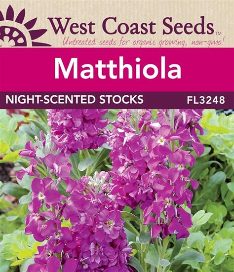 Matthiola Seeds Night Scented Stocks Amazonca Patio Lawn And Garden