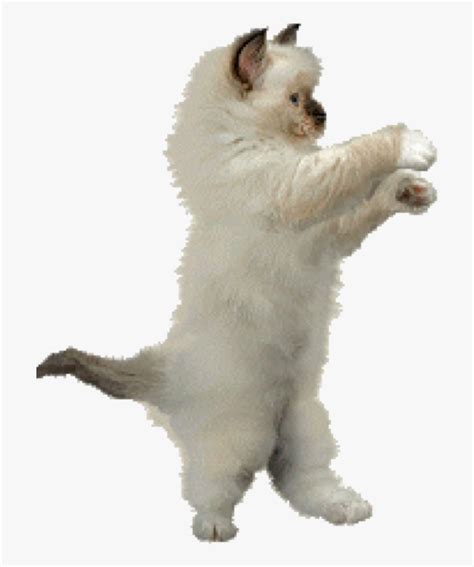 Dancing Cat Meme Gif Transparent