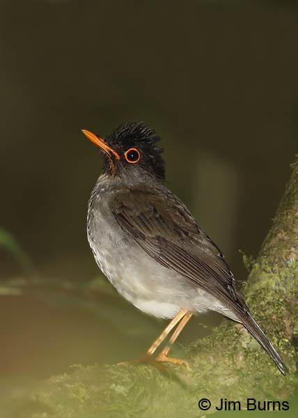 Costa Rica Black Headed Nightingale Thrush