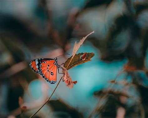 Butterfly Insect Branch Macro Hd Wallpaper Peakpx