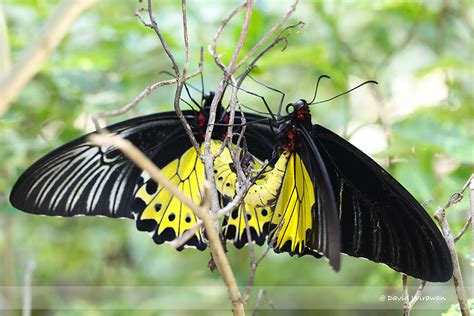 Common Birdwing Butterfly Singapore Geographic