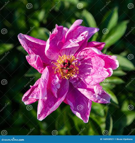 Common Peony Paeonia Officinalis Stock Image Image Of Beautiful