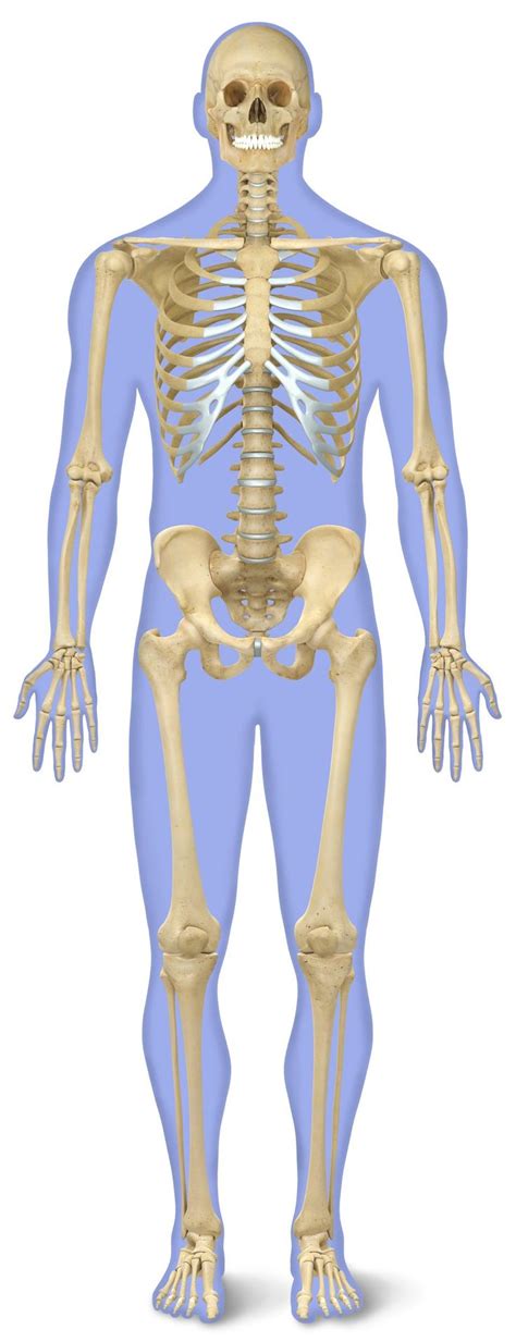 Dk Find Out Skeleton And Bones Human Anatomy Human