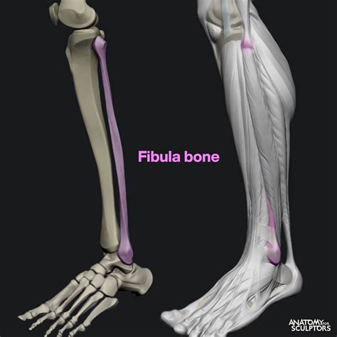 Anatomy For Sculptors The Fibula Bone