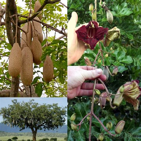 Sausage Tree Kigelia Africana Pinnata Seeds Fair Dinkum