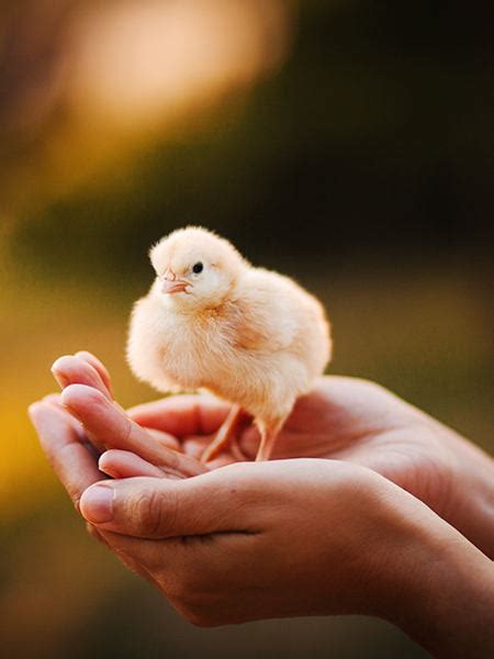 Pros And Cons Of Raising Fall Baby Chicks Kent Nutrition