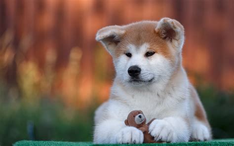 Download Wallpapers Akita Inu 4k Pets Cute Animals Dogs Puppy For