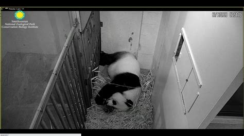Panda Cam Zoo A Giant Panda At The National Zoo May Be About To Give