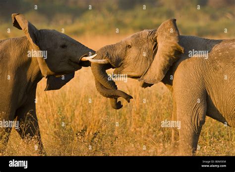 Young African Elephants Playing Trunks Wrapped Tusks Touching Shaking