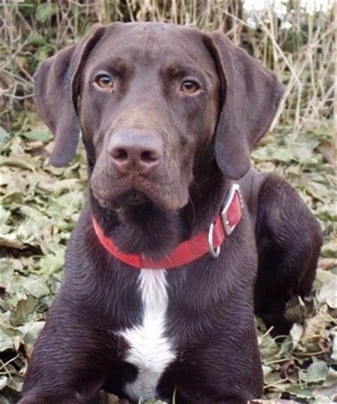 German shorthaired pointer, chocolate lab cross pups. German Shorthaired Lab Dog Breed Information and Pictures