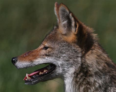 Brian Tang Coyote Coyote The Fermi Alpha Male