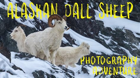 Alaska Photography Dall Sheep The Indomitable Spirit Youtube