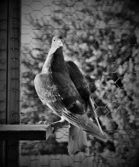 Homing Pigeon Black And White Photograph By Mary Fields