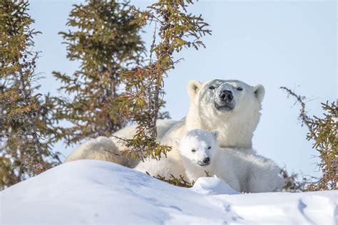 Polar Bear Newborn Cubs Arctic Wildlife Photography Polar Bear Images