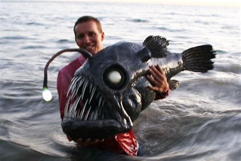 Pin On Weird Sea Creatures