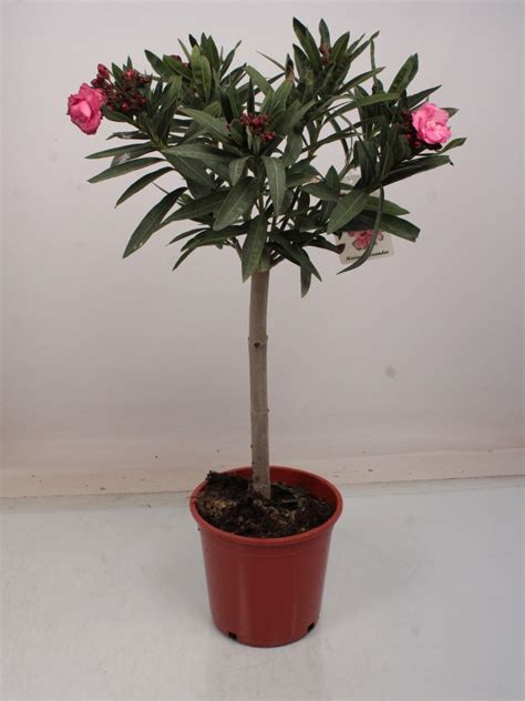 Nerium Oleander — Plant Wholesale Floraccess