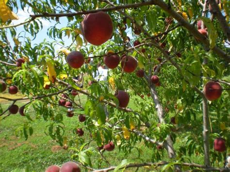 Visit Mount Pleasant Peach Farm In Virginia To Pick Your Own Peaches