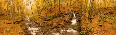 Ukraine A Gentle Stream Cascades Around Moss Covered Rocks Surrounded