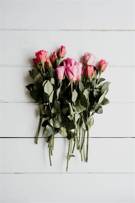 Pink Roses On White Wall Photo Free Pink Image On Unsplash