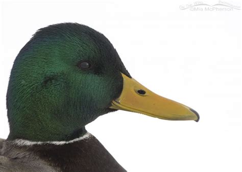 High Key Mallard Drake Portrait On The Wing Photography