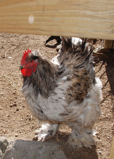 Maybe you would like to learn more about one of these? Russell's Farm - Ipswich, MA | a chicken wearing pants ...