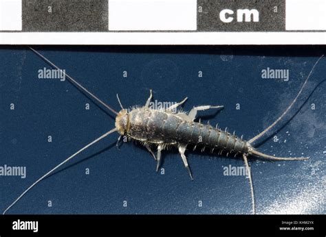 Silverfish Insect Lepisma Saccharina Thermobia Domestica In Normal Habitat Stock Photo Alamy