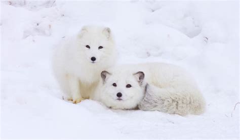 Where Do Arctic Foxes Live How Many Are Left