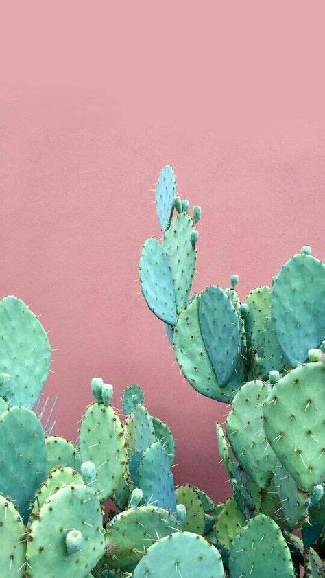 Cactus Cactus Iphone Wallpaper Iphone Background