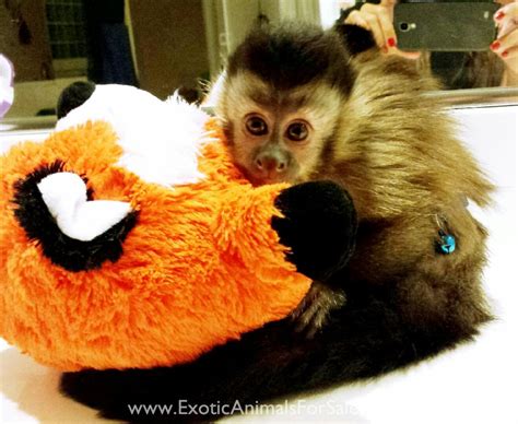 Baby Capuchin Monkeys For Sale We Are The Experts Financing