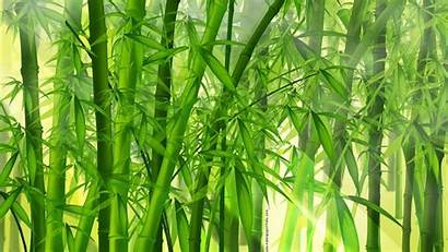 Bamboo Wallpapers Forest Wallpaperaccess Nature
