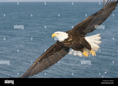 Eagle Cover High Resolution Stock Photography And Images Alamy