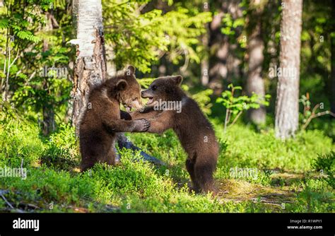 Brown Bear Cubs Playfully Fighting Stock Photo Alamy
