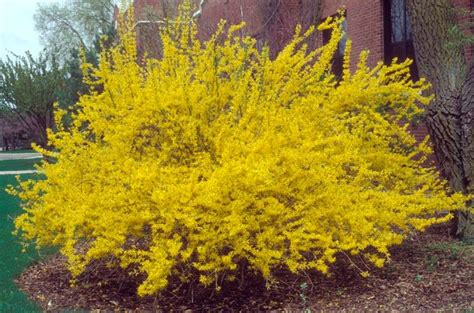 Rustico e facile da mantenere, la sua fioritura abbellirà il giardino da aprile ad ottobre inoltrato. Siepe con fiori - Siepi - Siepe fiorita